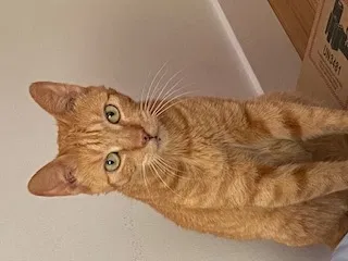 Lost cat in Playa Del Rey, CA, 90293