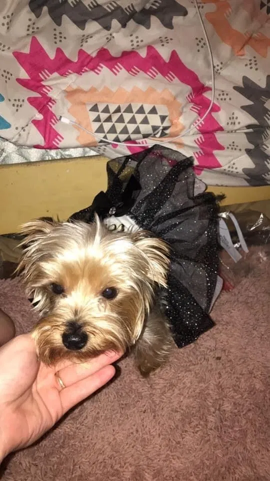Lost dog in Erie, PA, 16504