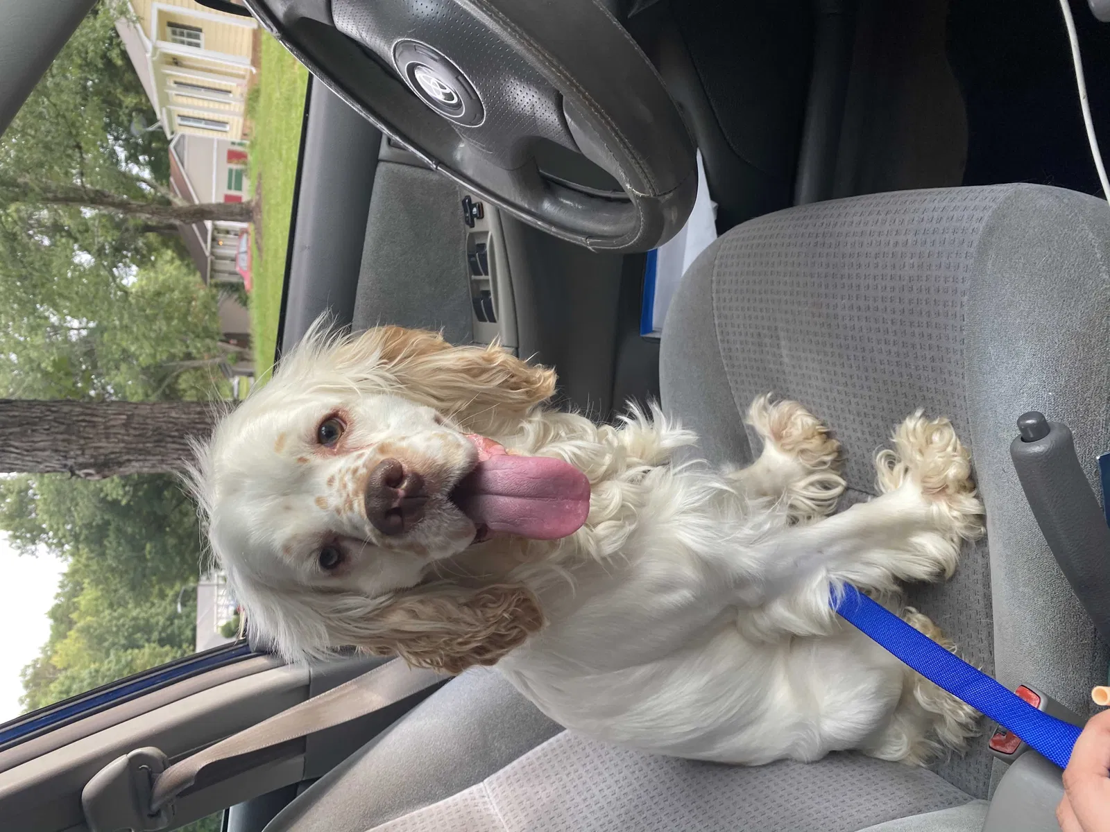 Lost dog in Charlotte, NC, 28227