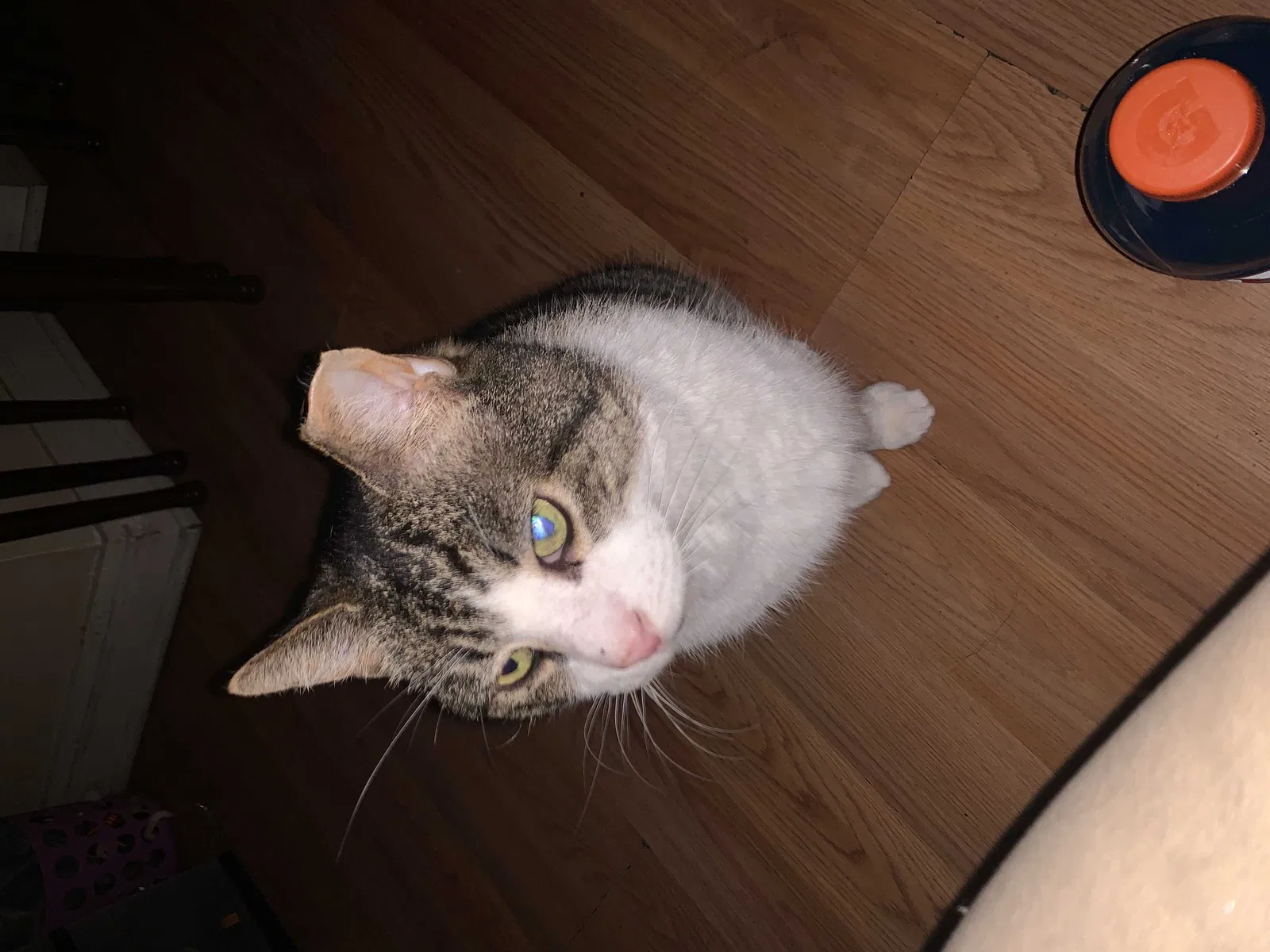 Lost cat in Waterbury, CT, 6710