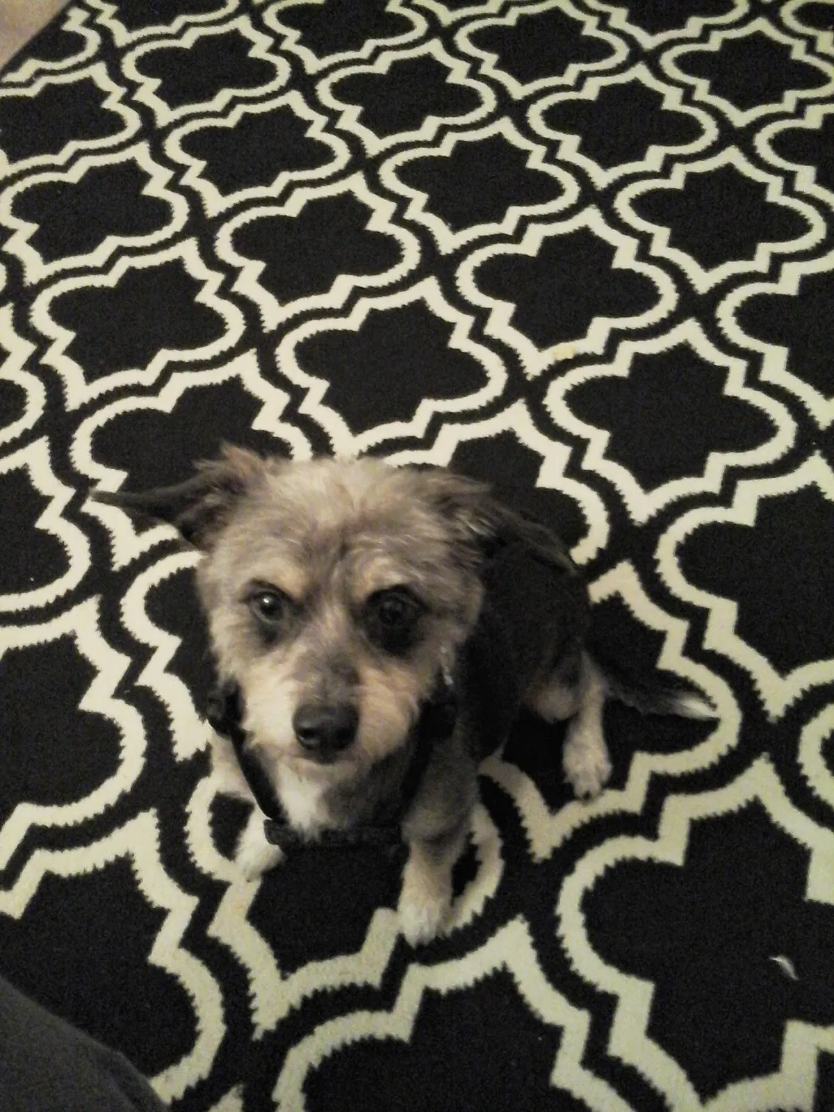 Lost dog in Port Saint Lucie, FL, 34953