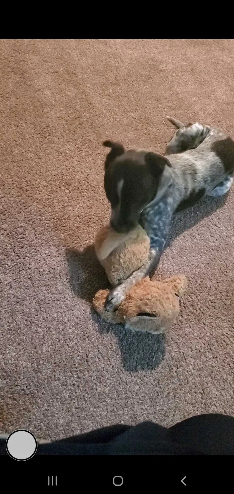 Lost dog in Columbia, SC, 29223