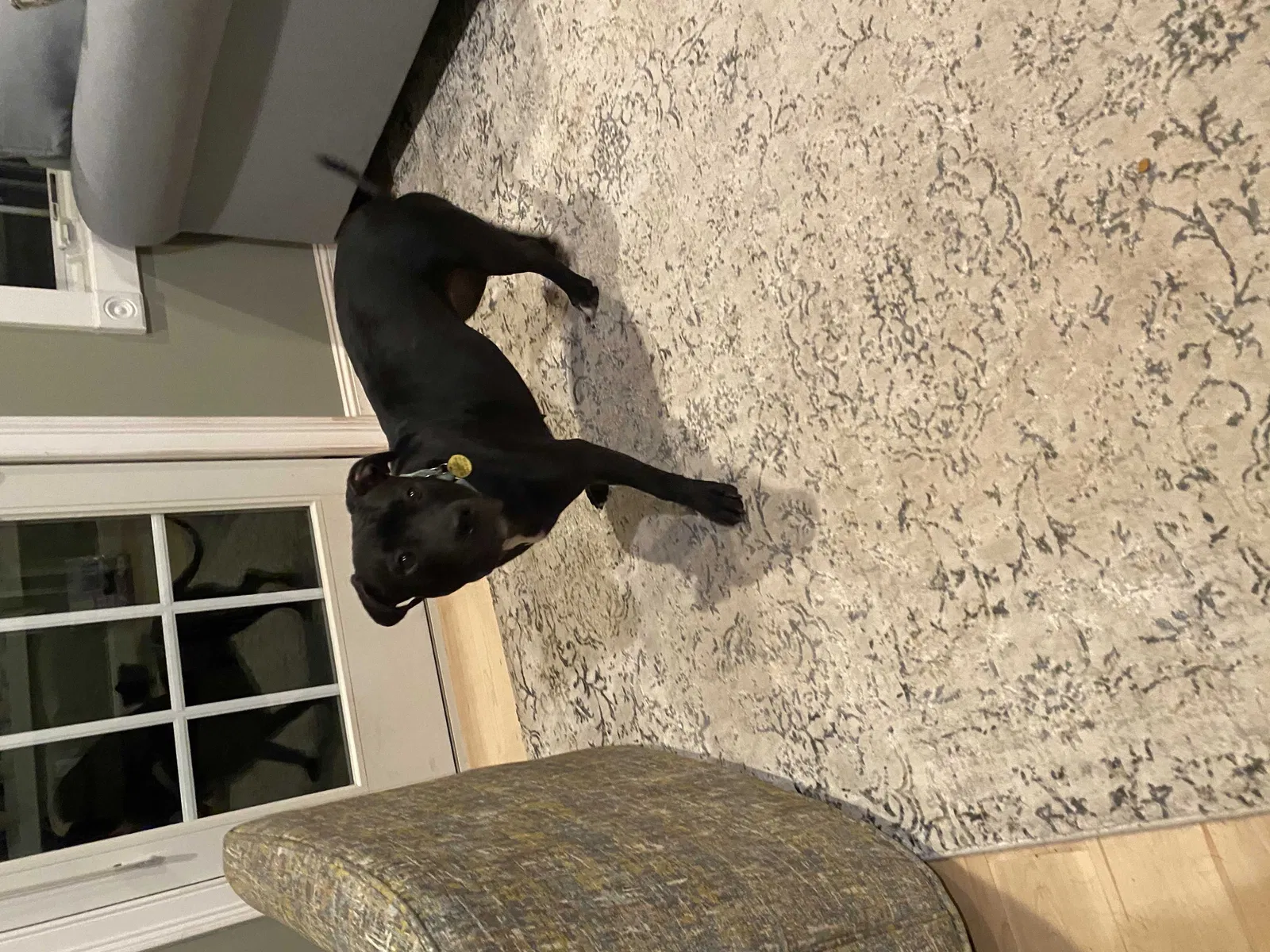 Found dog in Enfield, CT, 6082