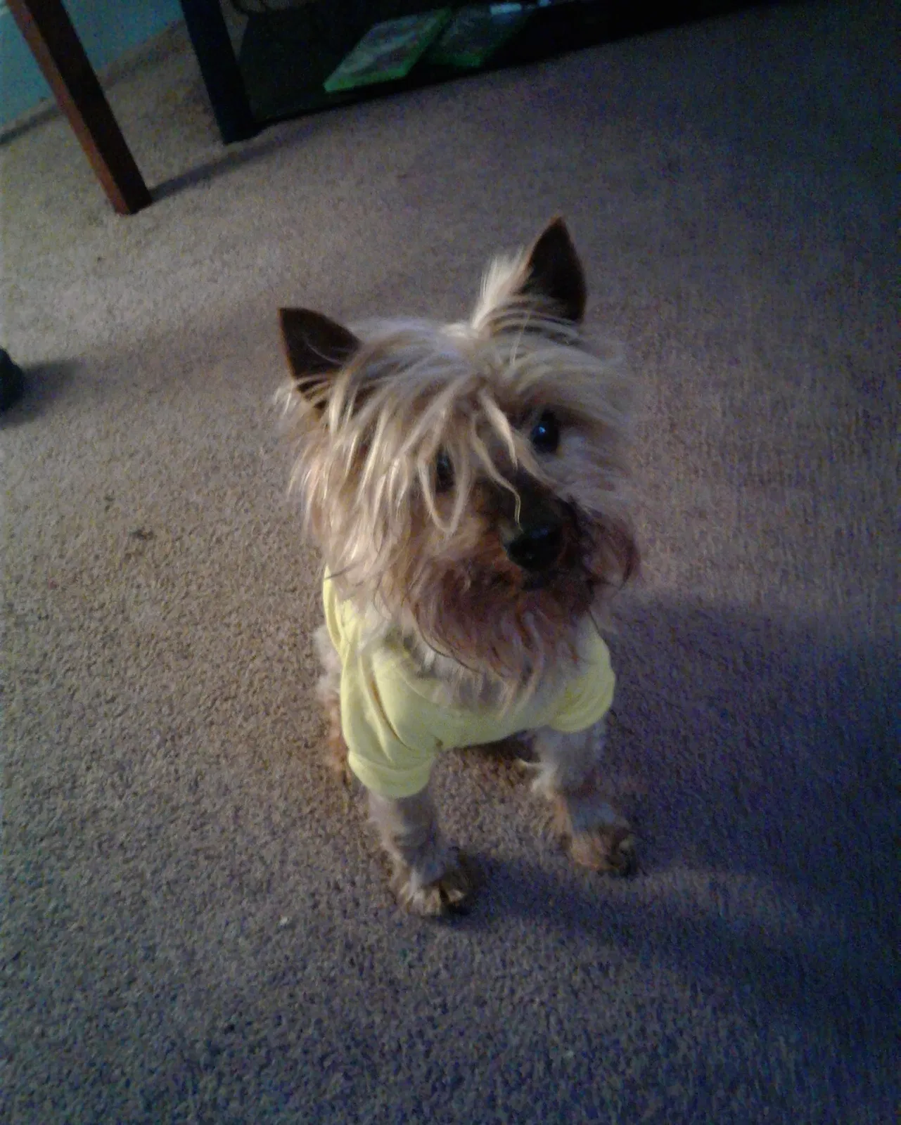 Lost dog in Rochester, NY, 14606