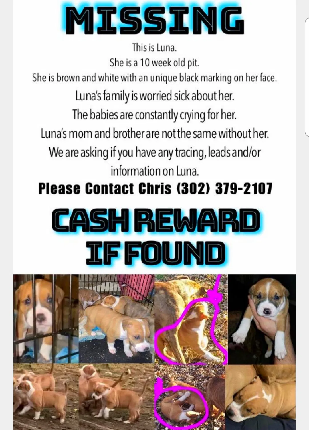 Lost dog in New Castle, DE, 19720