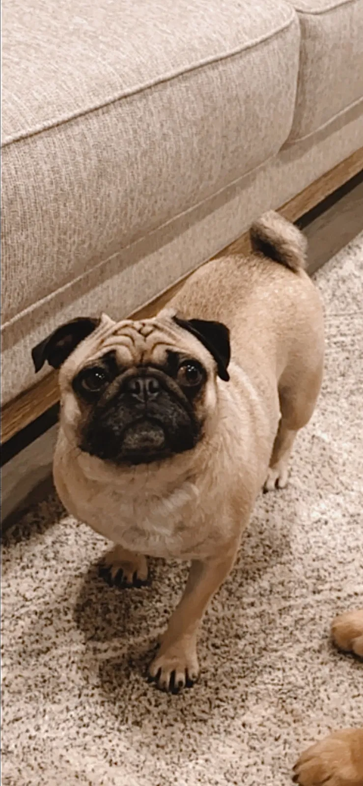 Lost dog in Spokane, WA, 99224