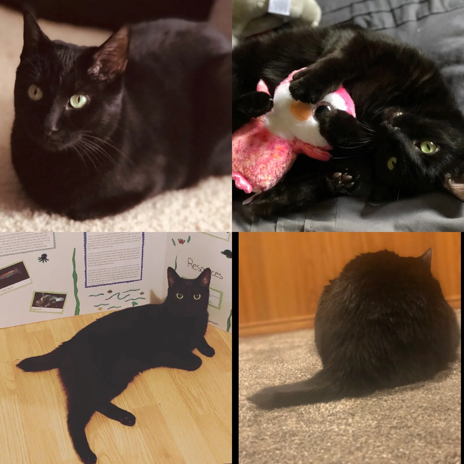 Lost cat in Cleveland, OH, 44129