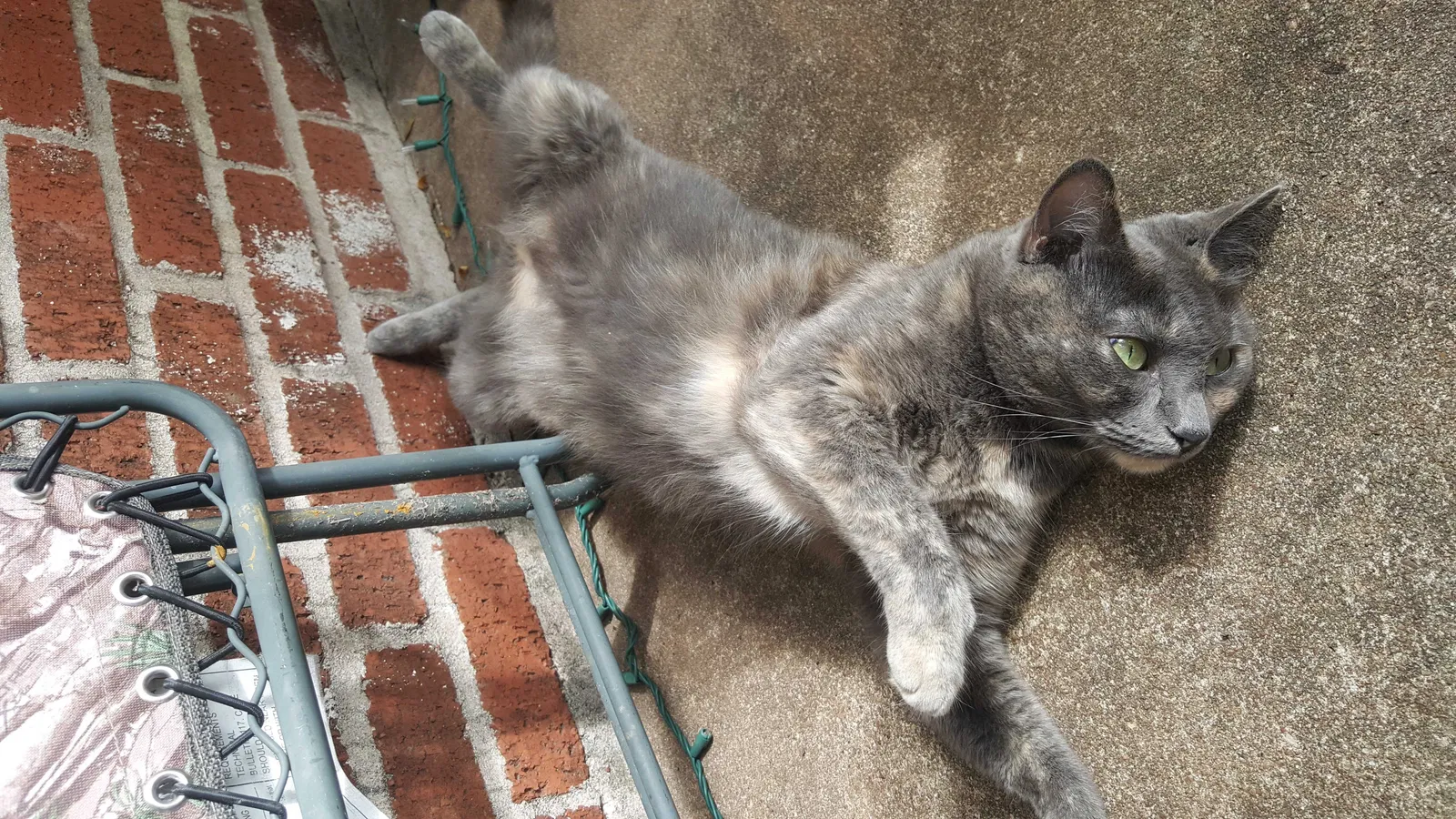 Lost cat in Austin, TX, 78704