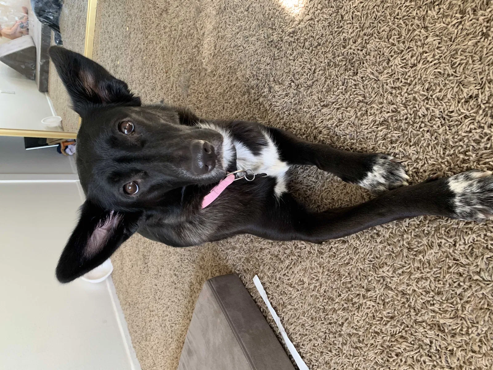 Lost dog in Hemet, CA, 92545