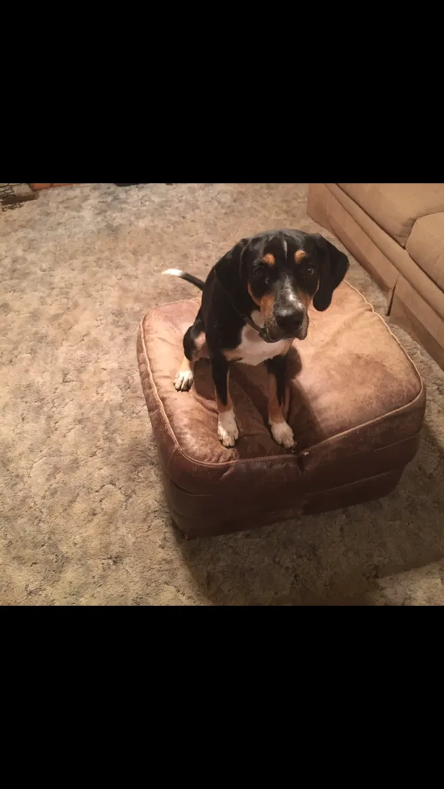 Lost dog in Denton, NC, 27239
