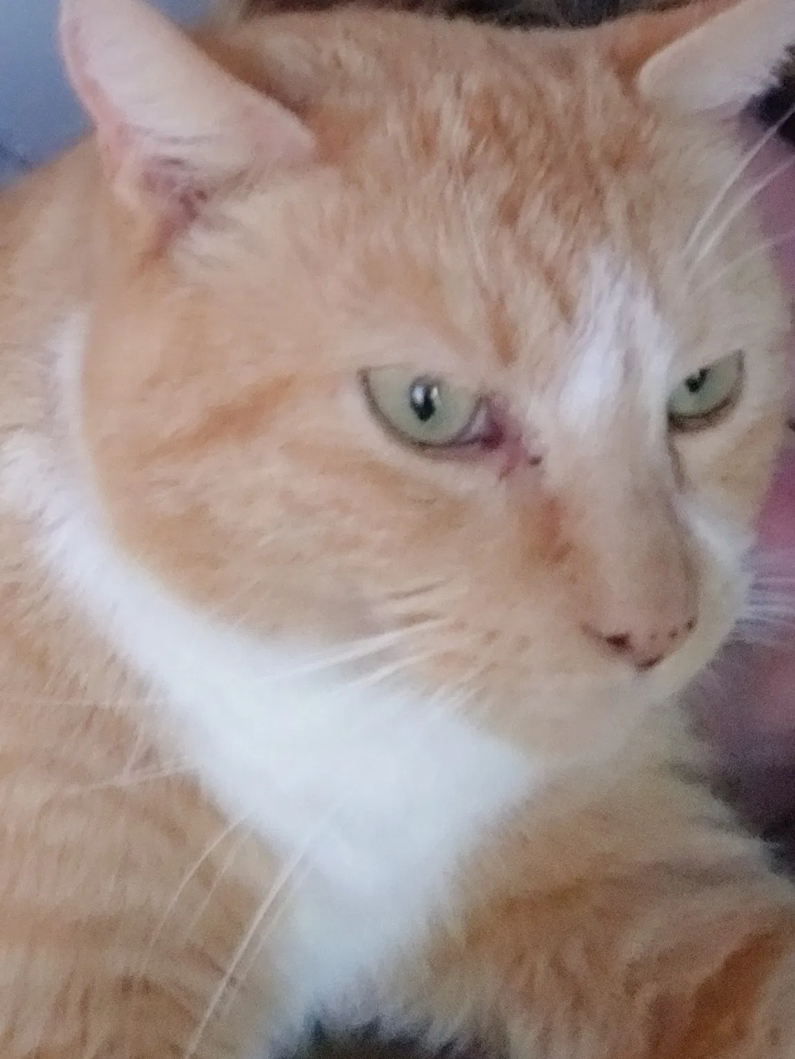 Lost cat in Glen Allen, VA, 23059