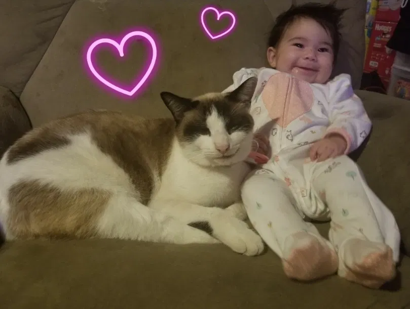 Lost cat in Redondo Beach, CA, 90278