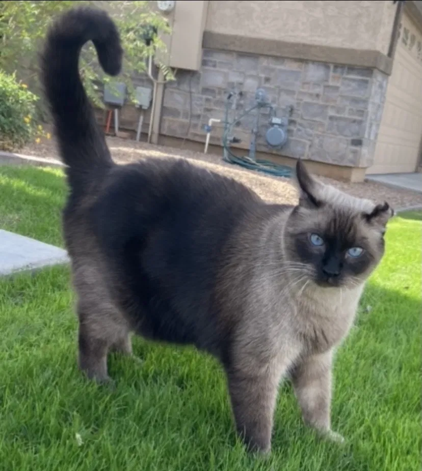 Lost cat in Mesa, AZ, 85212