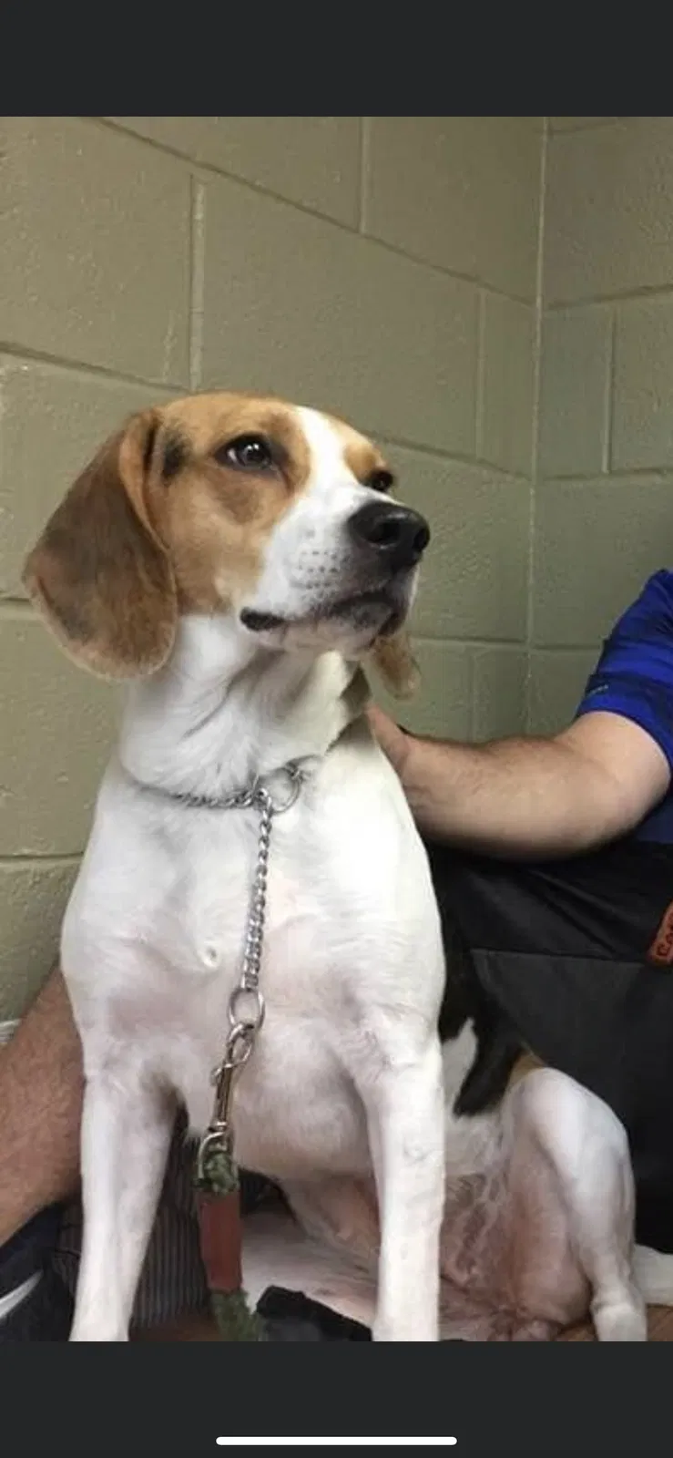 Lost dog in Scranton, SC, 29591