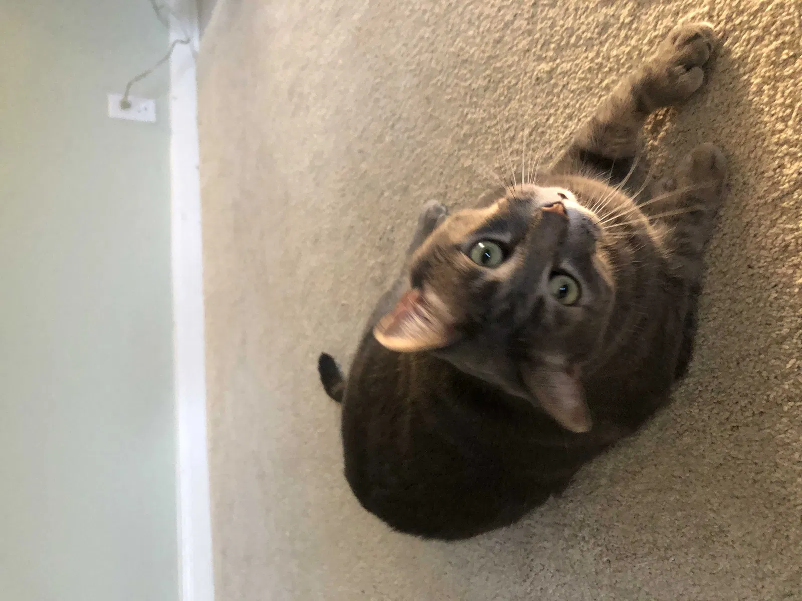 Lost cat in Sugar Land, TX, 77498