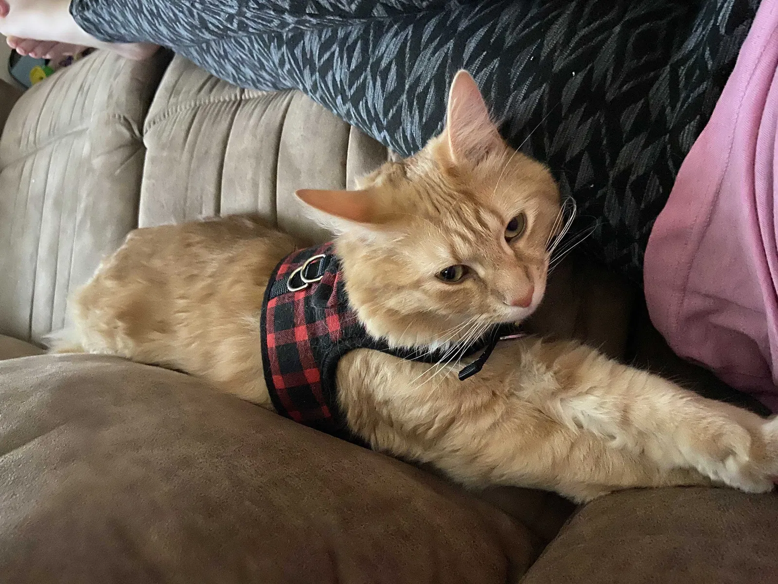 Lost cat in La Center, WA, 98629