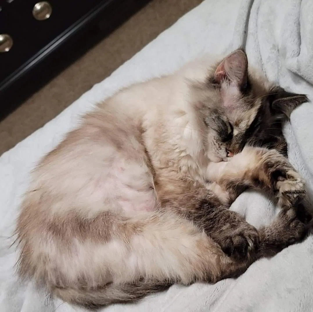 Lost cat in Tulsa, OK, 74112
