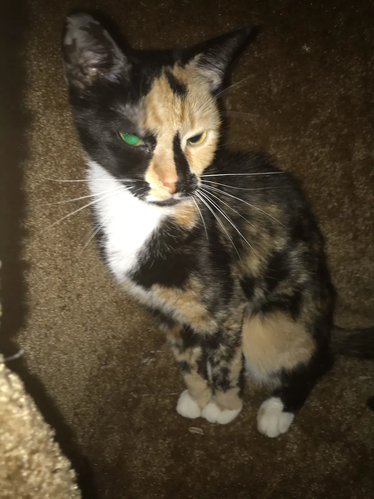Lost cat in Eustis, FL, 32726