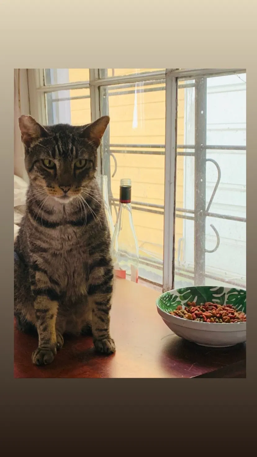 Lost cat in New Orleans, LA, 70130