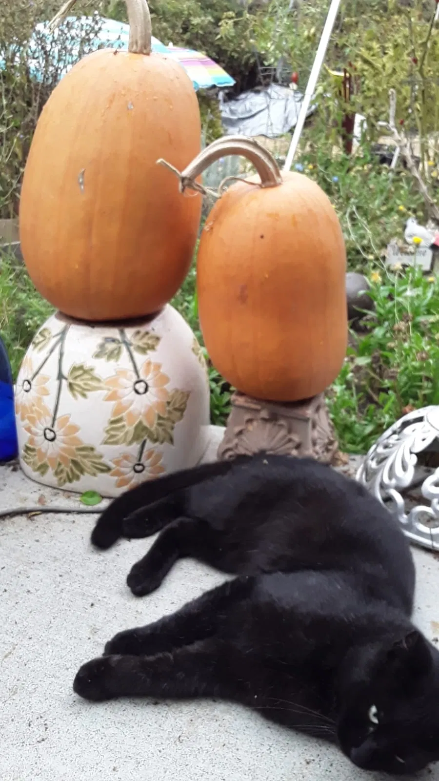 Lost cat in Vallejo, CA, 94591