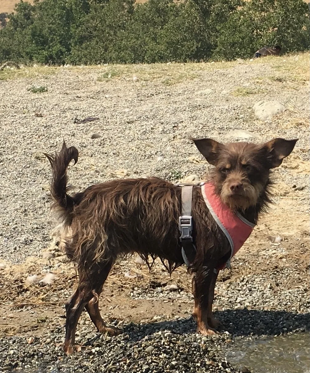 Lost dog in Fremont, CA, 94538