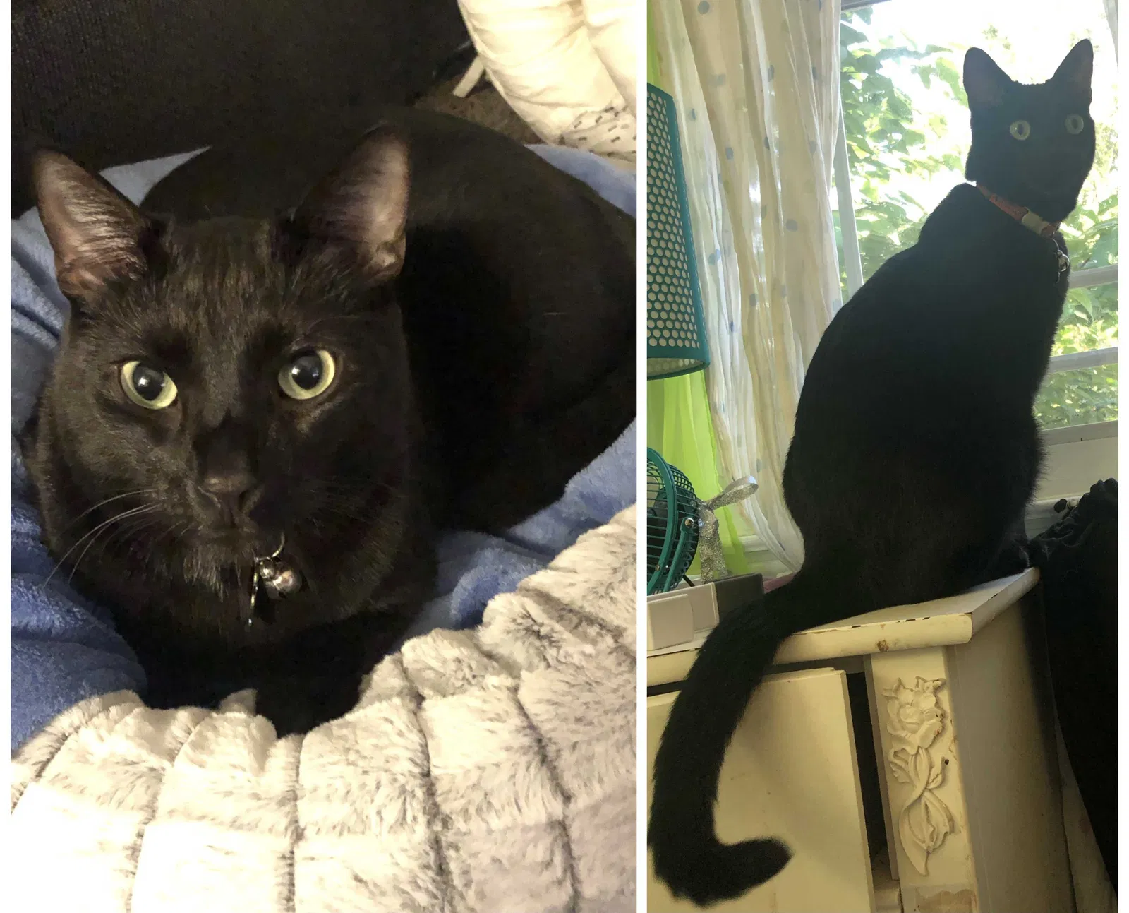Lost cat in Auburn, AL, 36830