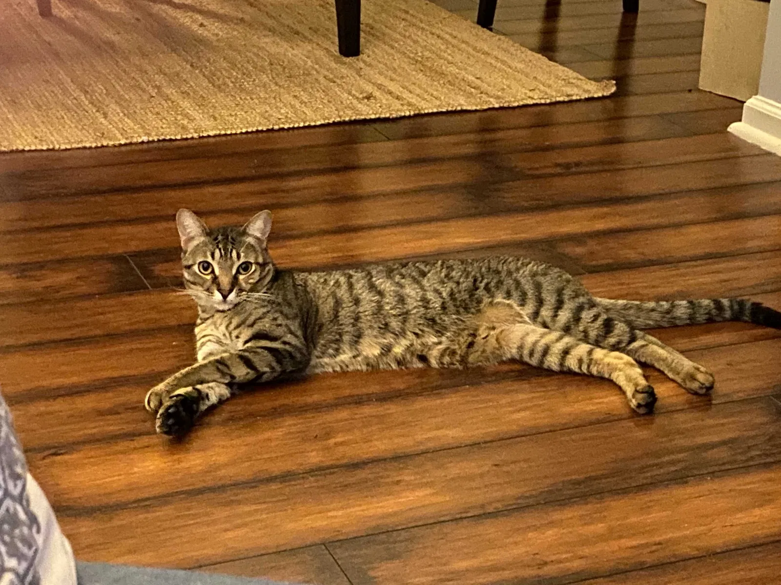 Lost cat in Saint Augustine, FL, 32092