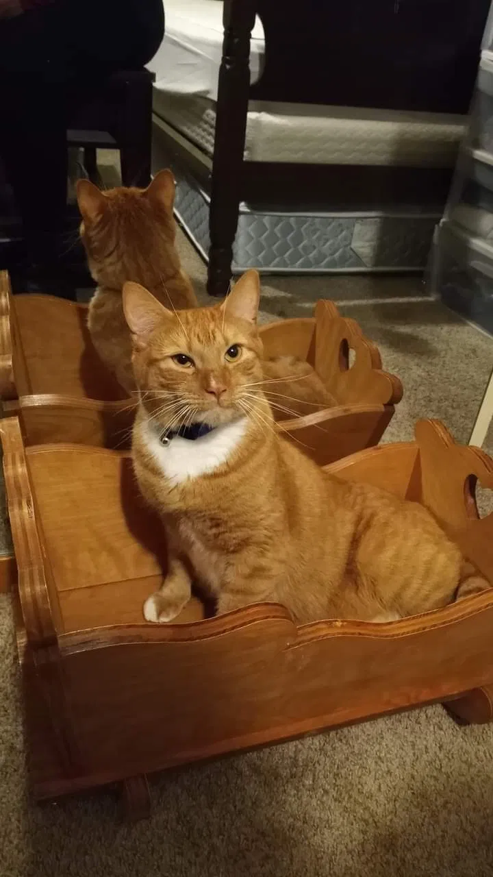 Lost cat in Worcester, MA, 1610