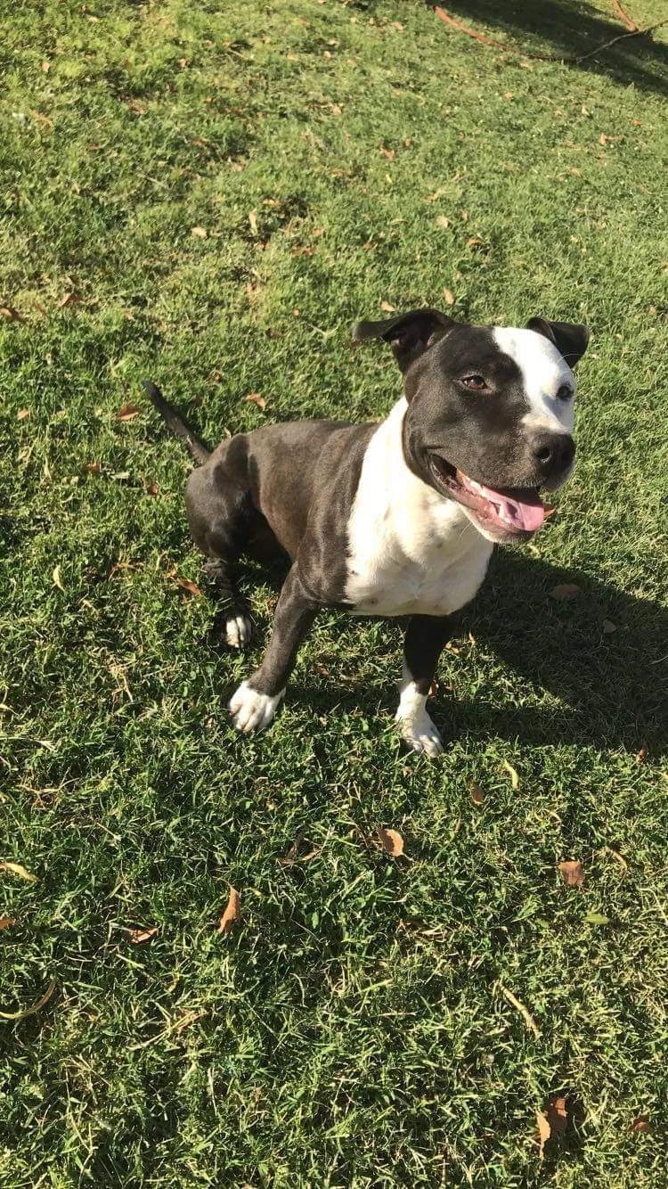 Lost dog in Tucson, AZ, 85706