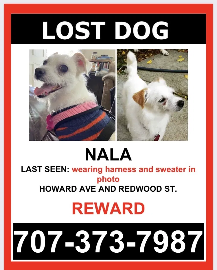 Lost dog in Vallejo, CA, 94589