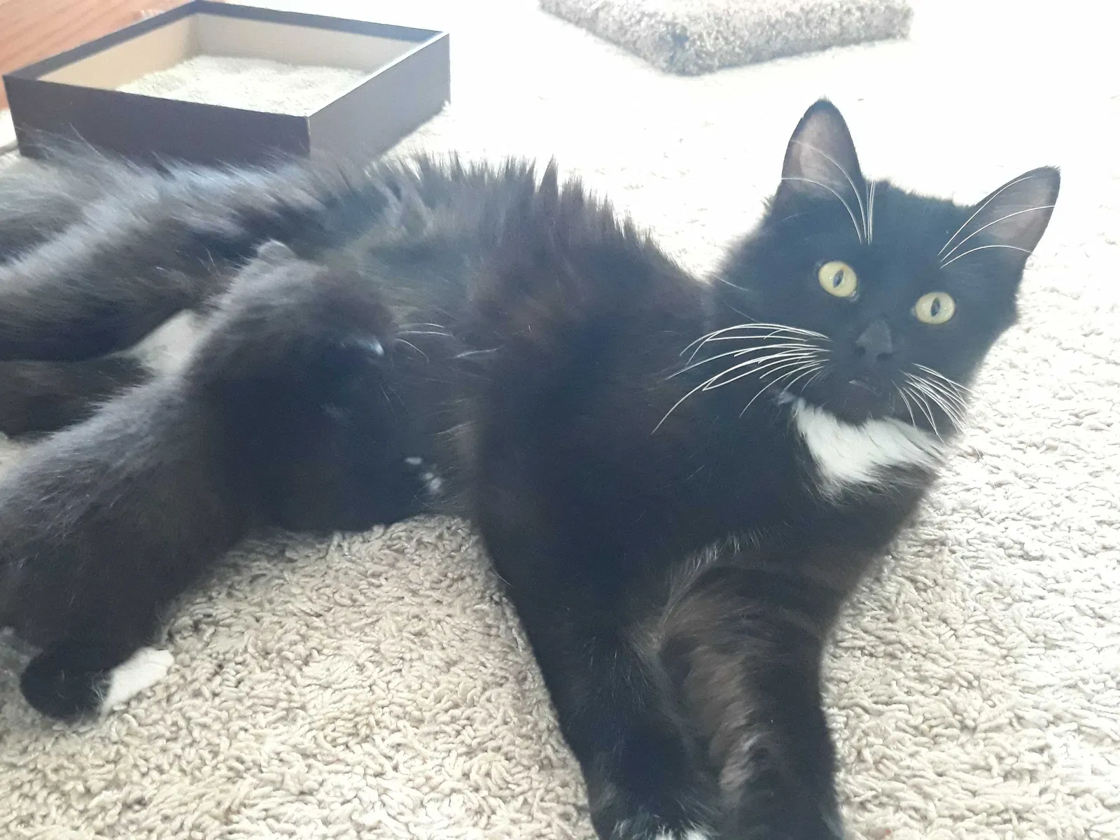 Lost cat in Mount Vernon, WA, 98273