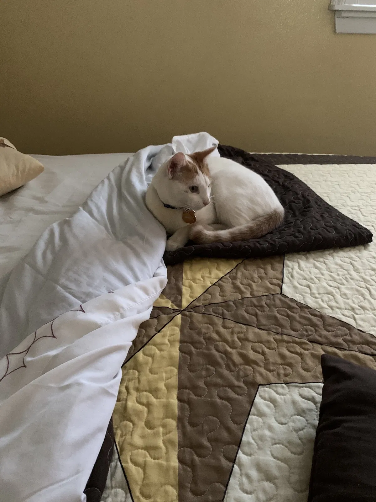 Lost cat in Midland, TX, 79703