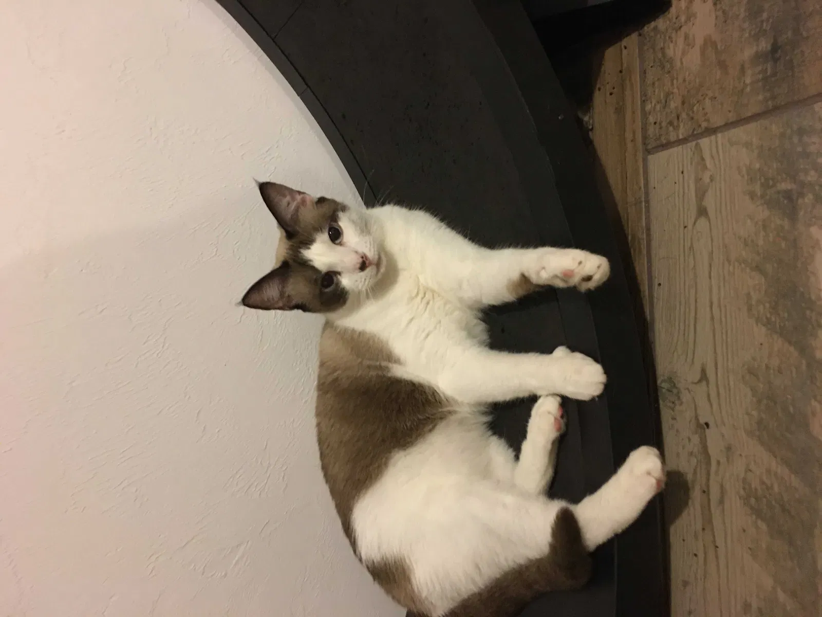 Lost cat in Hawthorne, FL, 32640