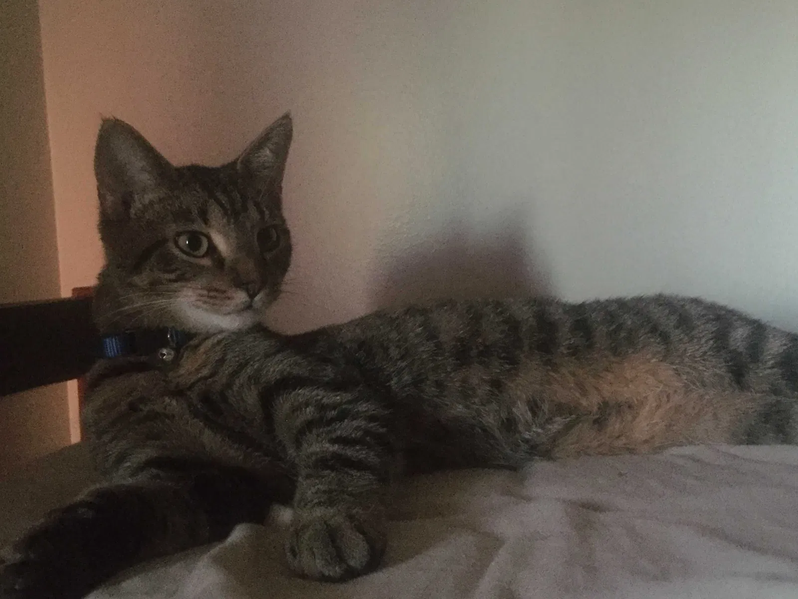 Lost cat in Muncie, IN, 47303