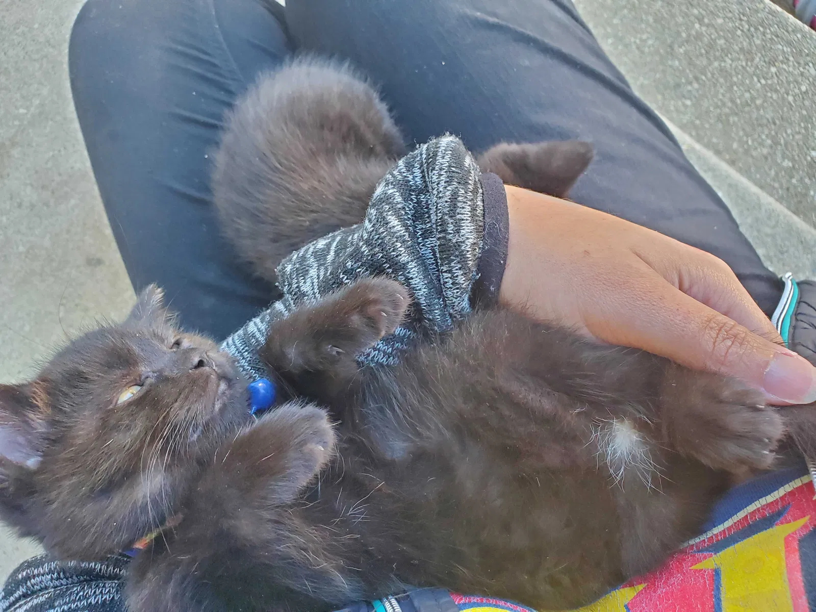 Lost cat in California, MD, 20619