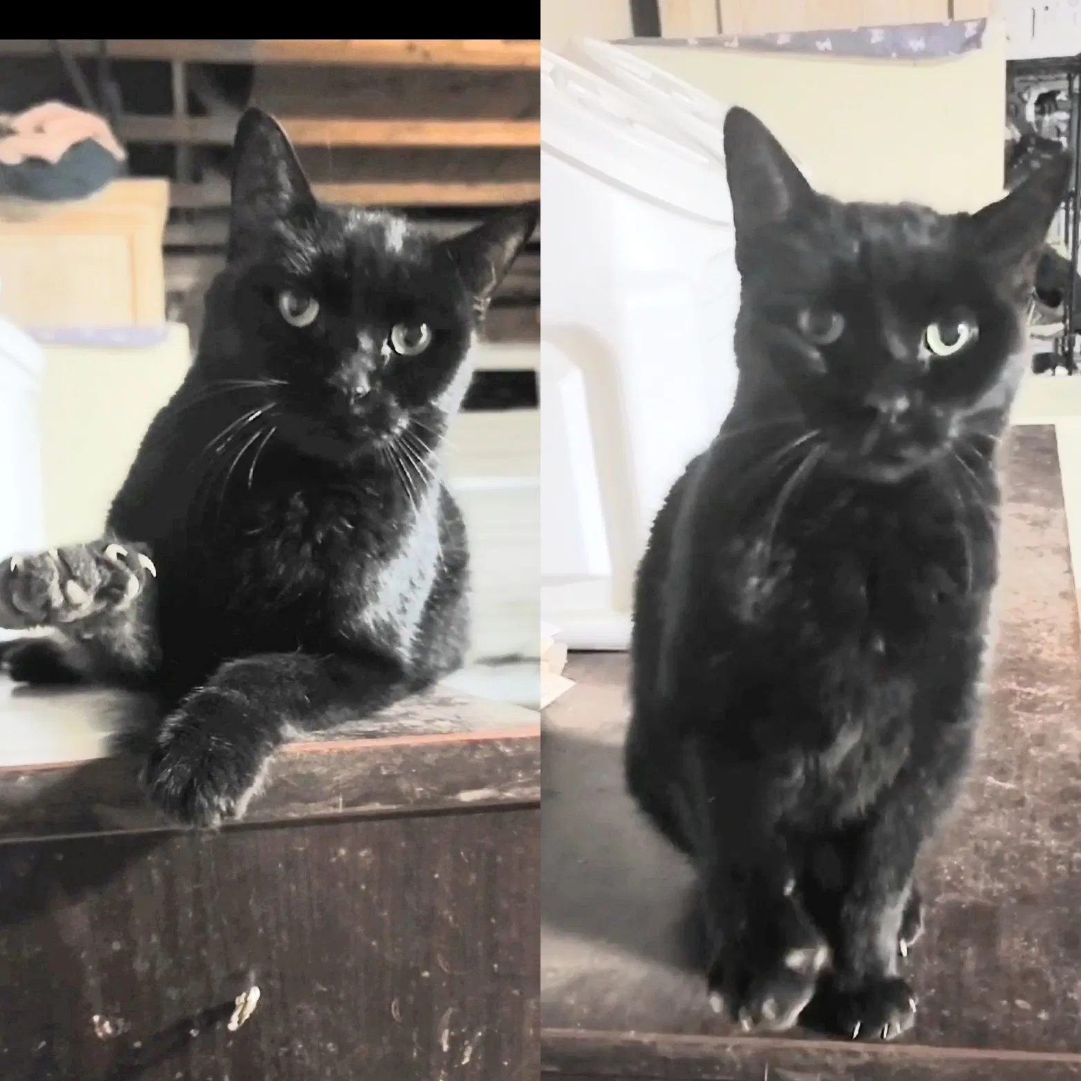 Lost cat in Menifee, CA, 92584