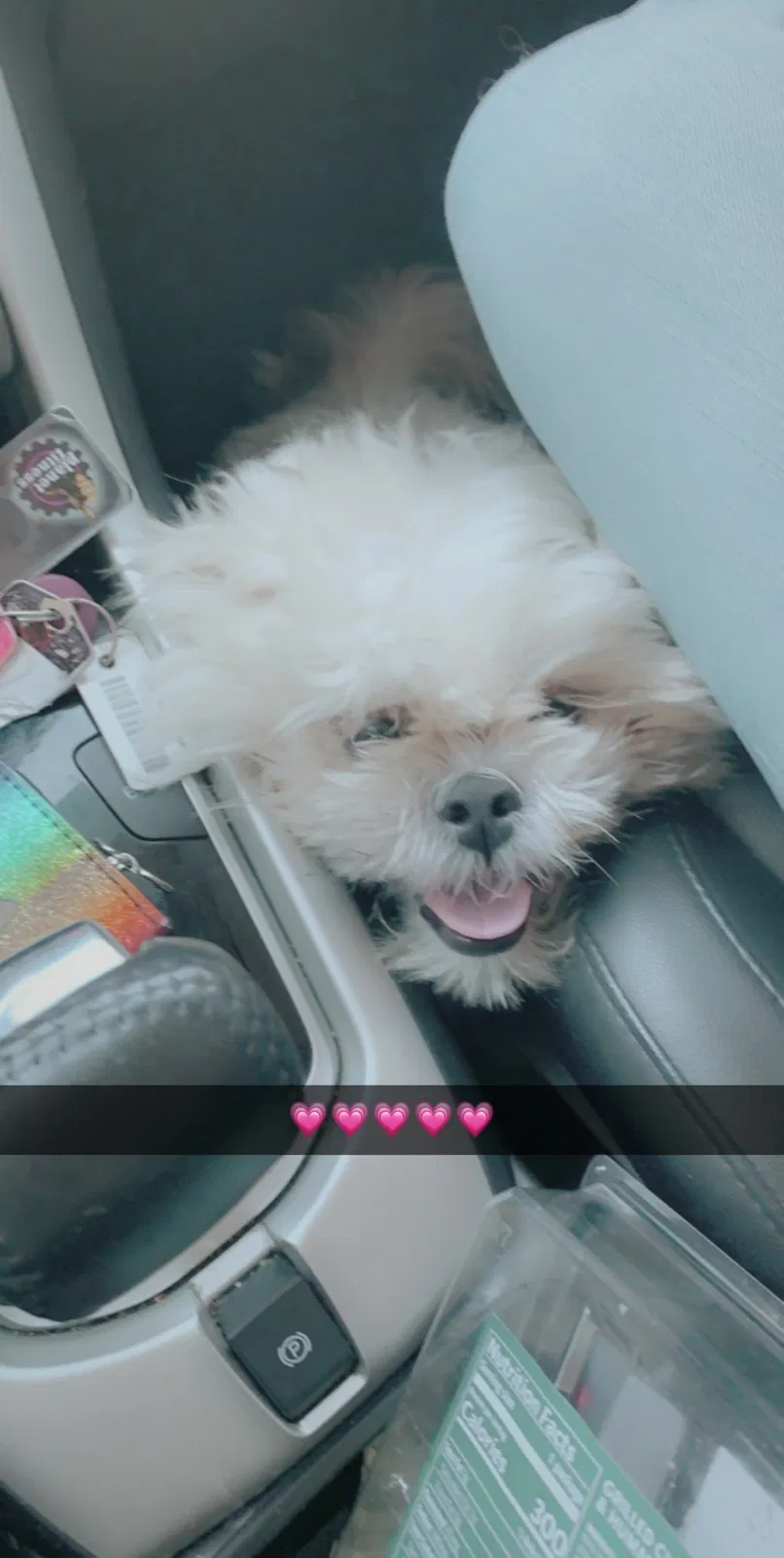 Lost dog in Chicago, IL, 60619
