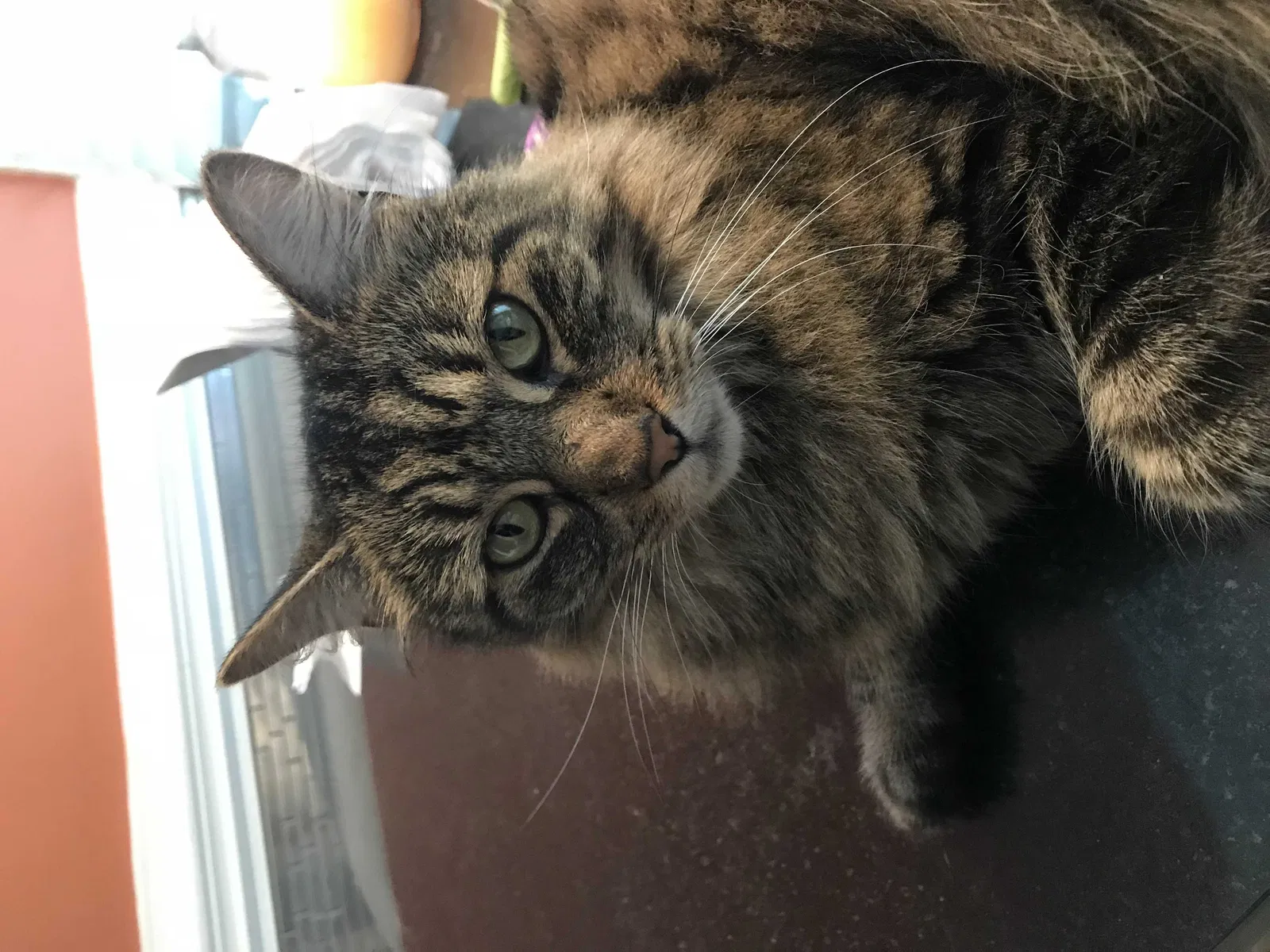 Lost cat in Dallas, NC, 28034