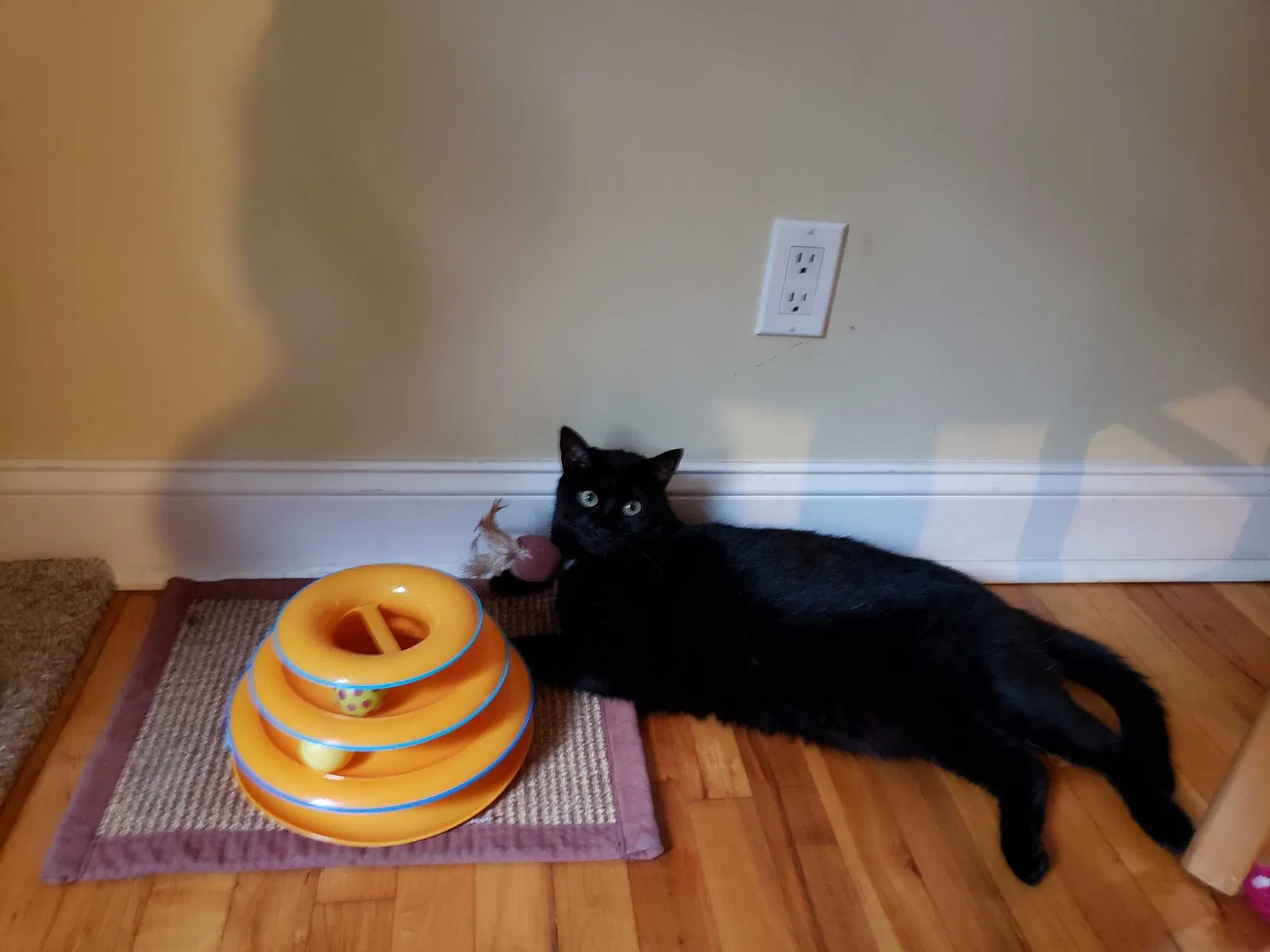 Lost cat in Roslyn Heights, NY, 11577