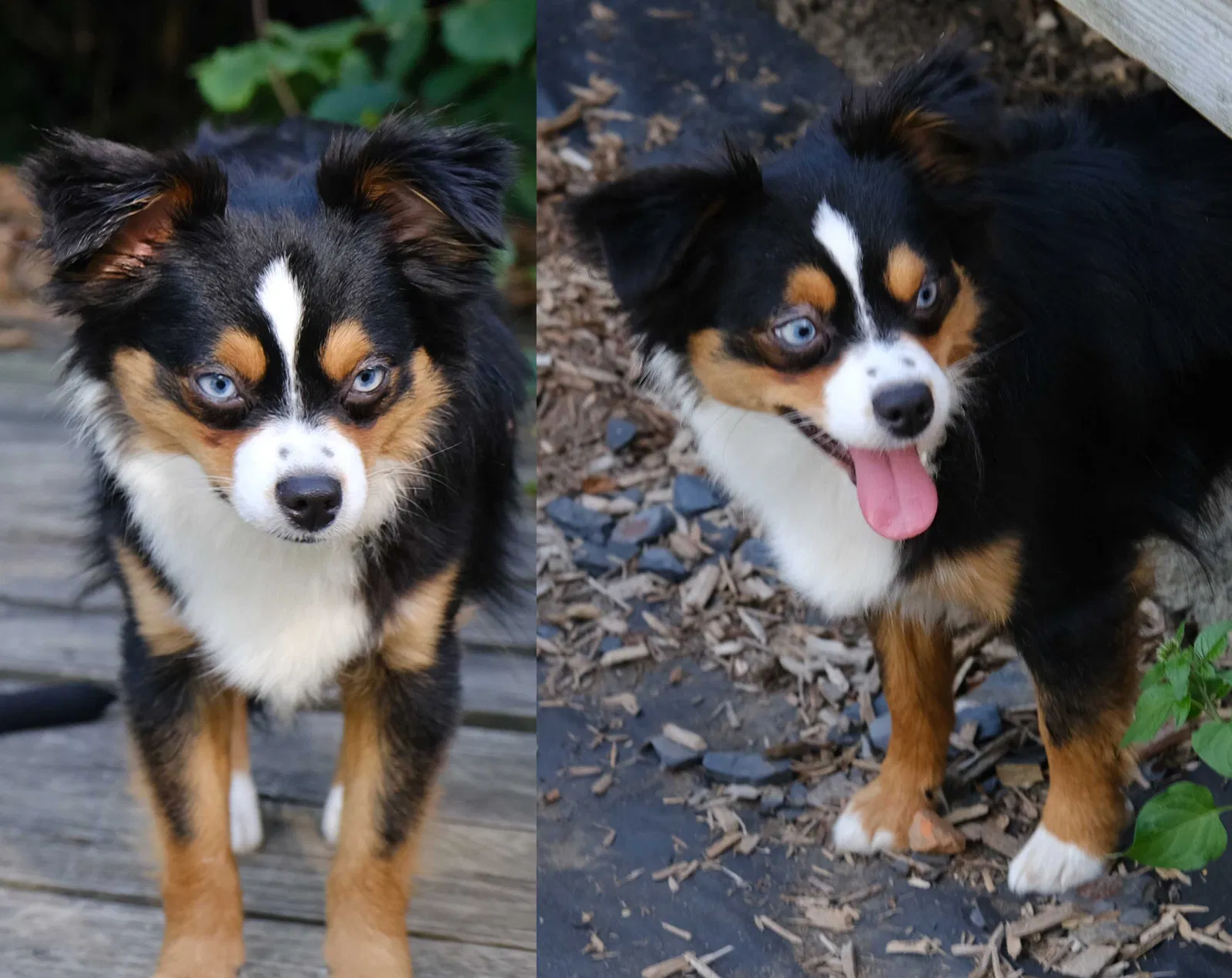 Lost dog in Cleveland, OH, 44104