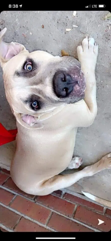 Found dog in Theodore, AL, 36582