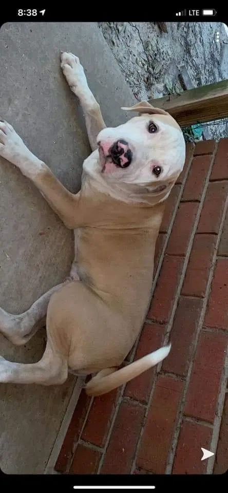 Found dog in Theodore, AL, 36582