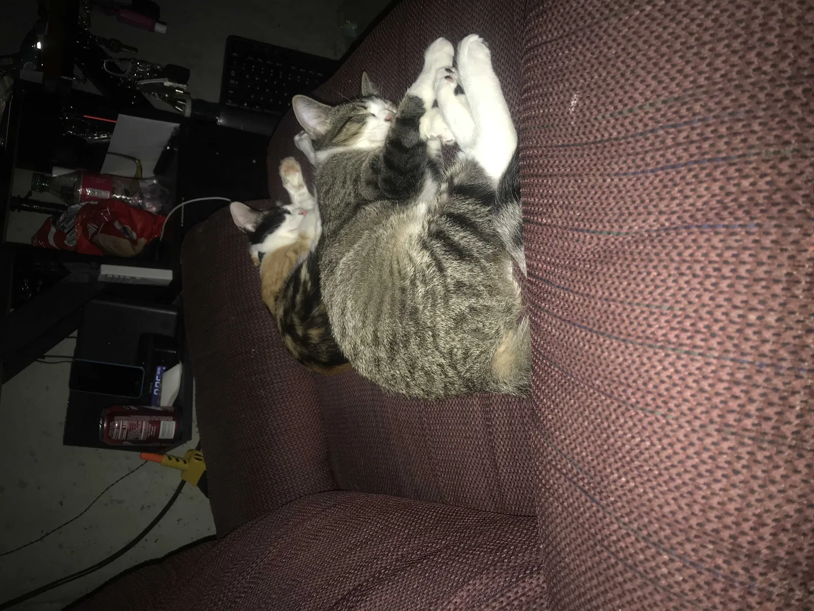 Lost cat in Bonner Springs, KS, 66012