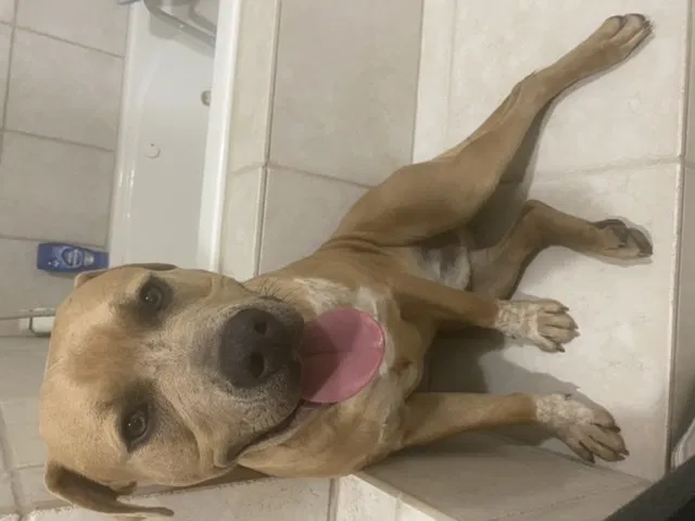 Found Dog