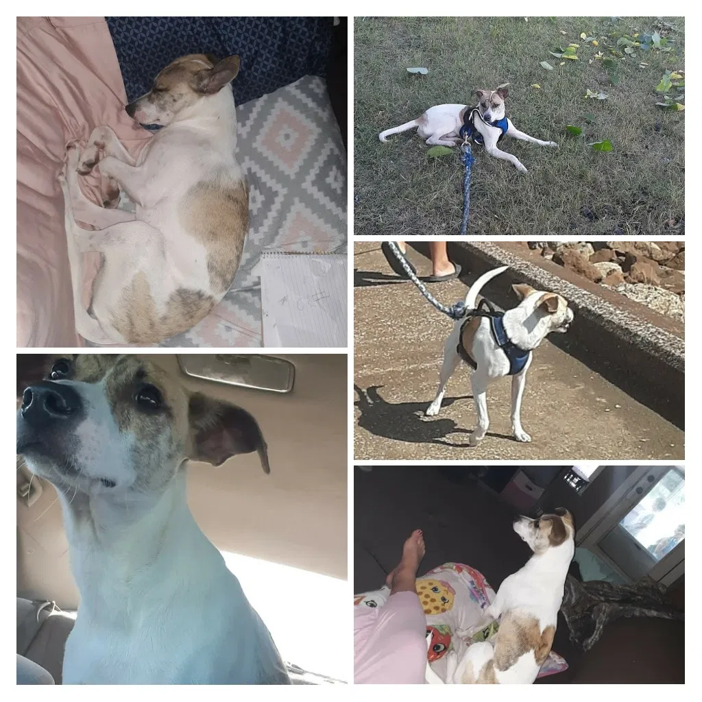 Lost dog in Skiatook, OK, 74070