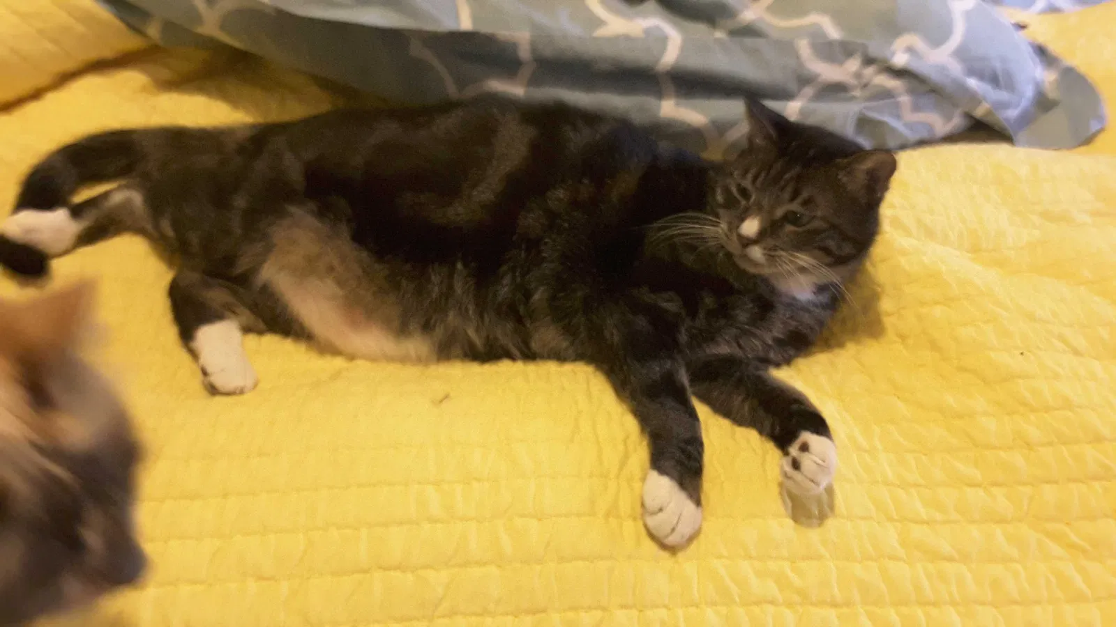 Lost cat in Saint Clairsville, OH, 43950