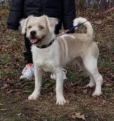 Lost dog in Fresh Meadows, NY, 11366