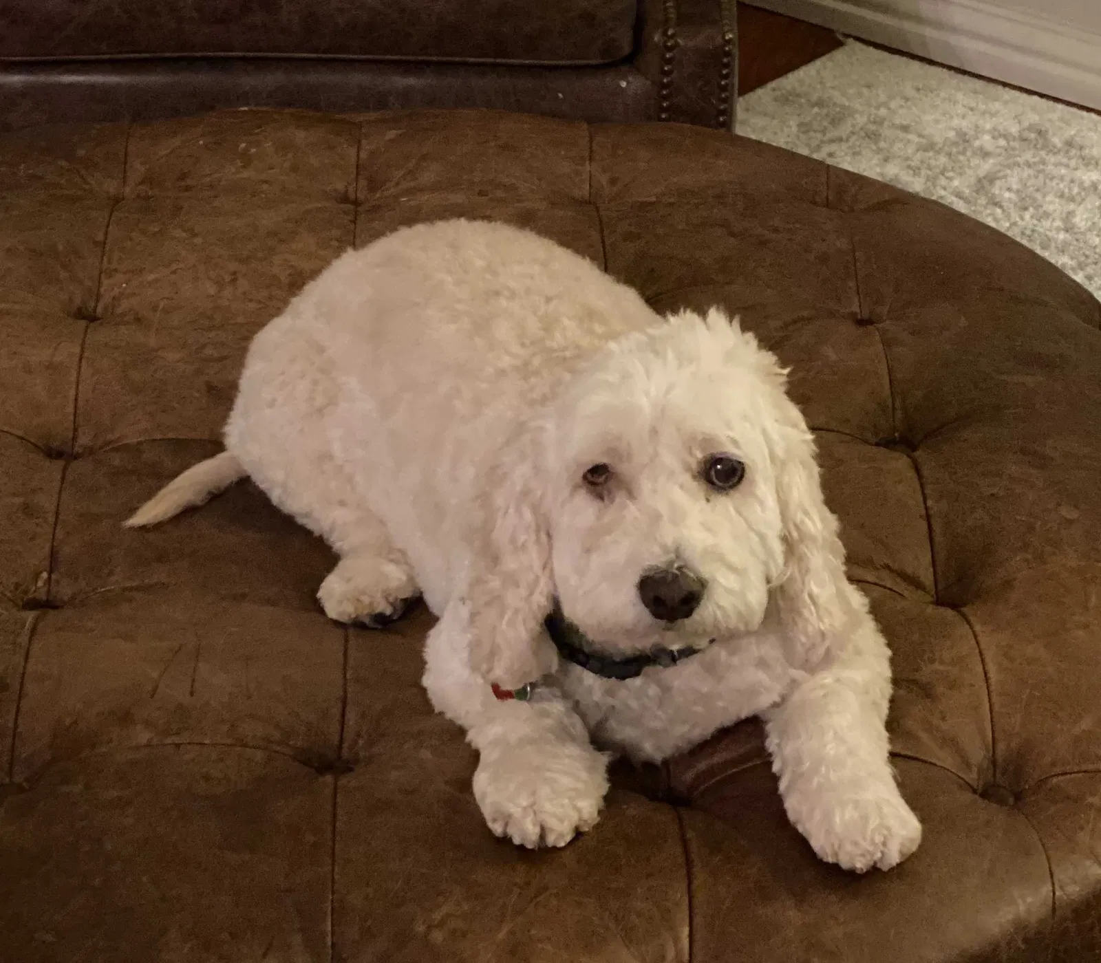 Lost dog in Coppell, TX, 75019