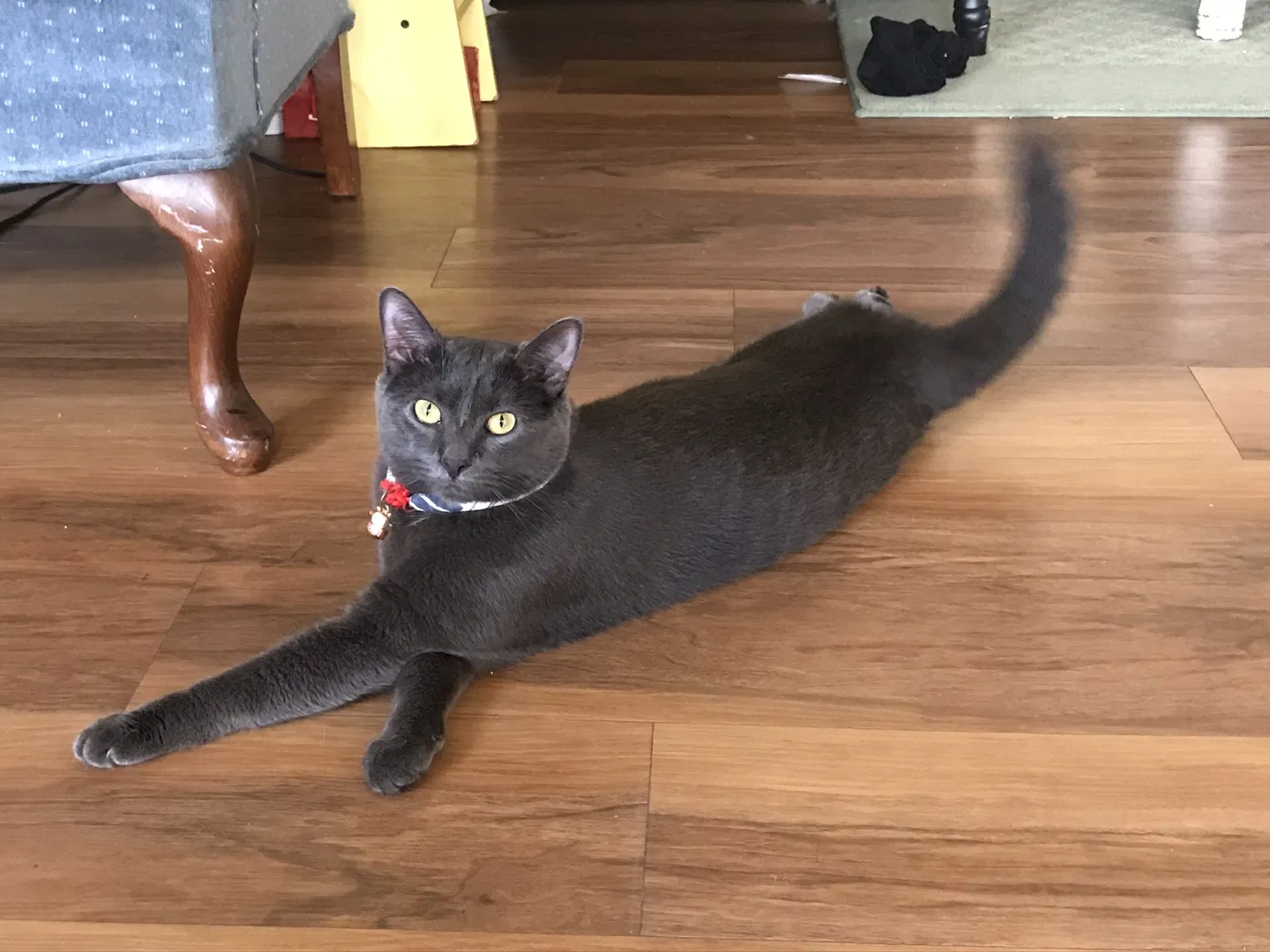 Lost cat in College Park, MD, 20740