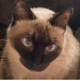 Lost cat in Cedar Park, TX, 78613